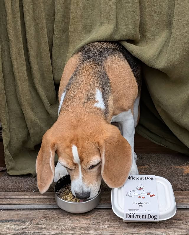 Instagram post by @miss_bloss_the_beagle_boss for Different Dog. Caption reads: [...] on the farm edition & eating my....