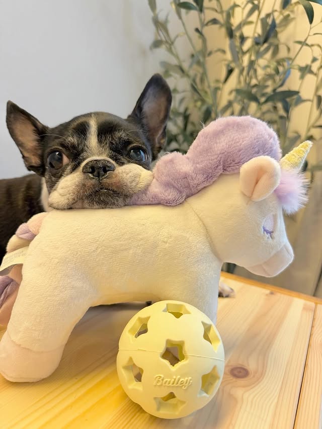 Instagram post by @beautiful.perfume for Doggy Box. Caption reads: 𓍯 ┈┈┈ 𓍯
@doggybox_jp [...].