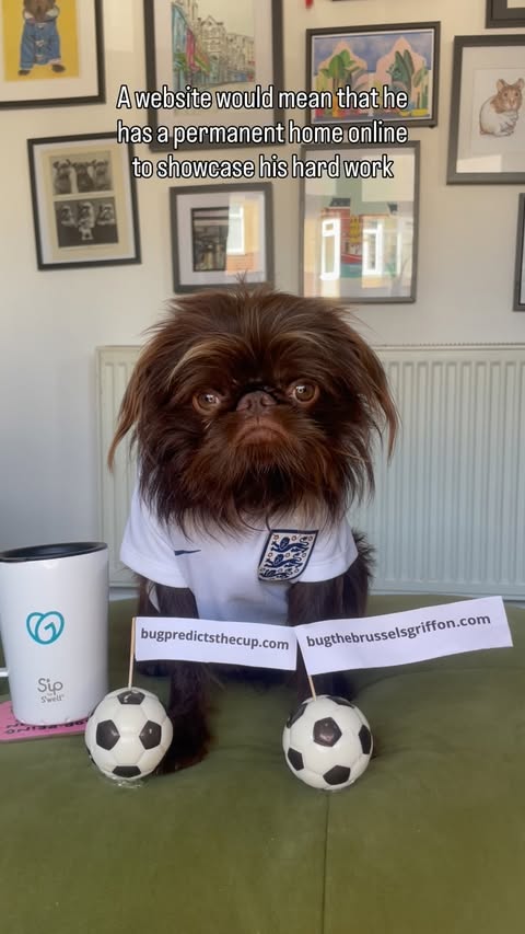 Instagram post by @bugthebrusselsgriffon for GoDaddy. Caption reads: [...] time to build Bug’s new website with....