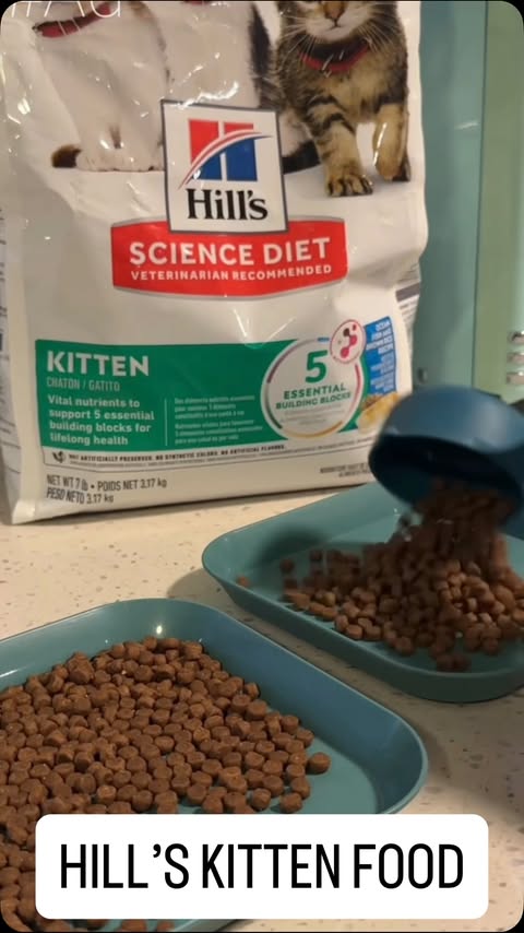 Instagram post by @rachaelraerobertson for Hill's Pet Nutrition. Caption reads: #Ad #HillsPartner Whether you’re fostering or....