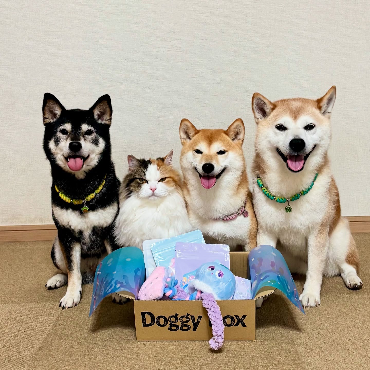 Instagram post by @mokaannsara_shiba for Doggy Box. Caption reads: .
ドギーボックス @doggybox_jp....