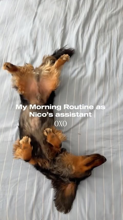 Instagram post by @nico.minisausage for OXO. Caption reads: [...] to extend their shelf life. Shop now at....
