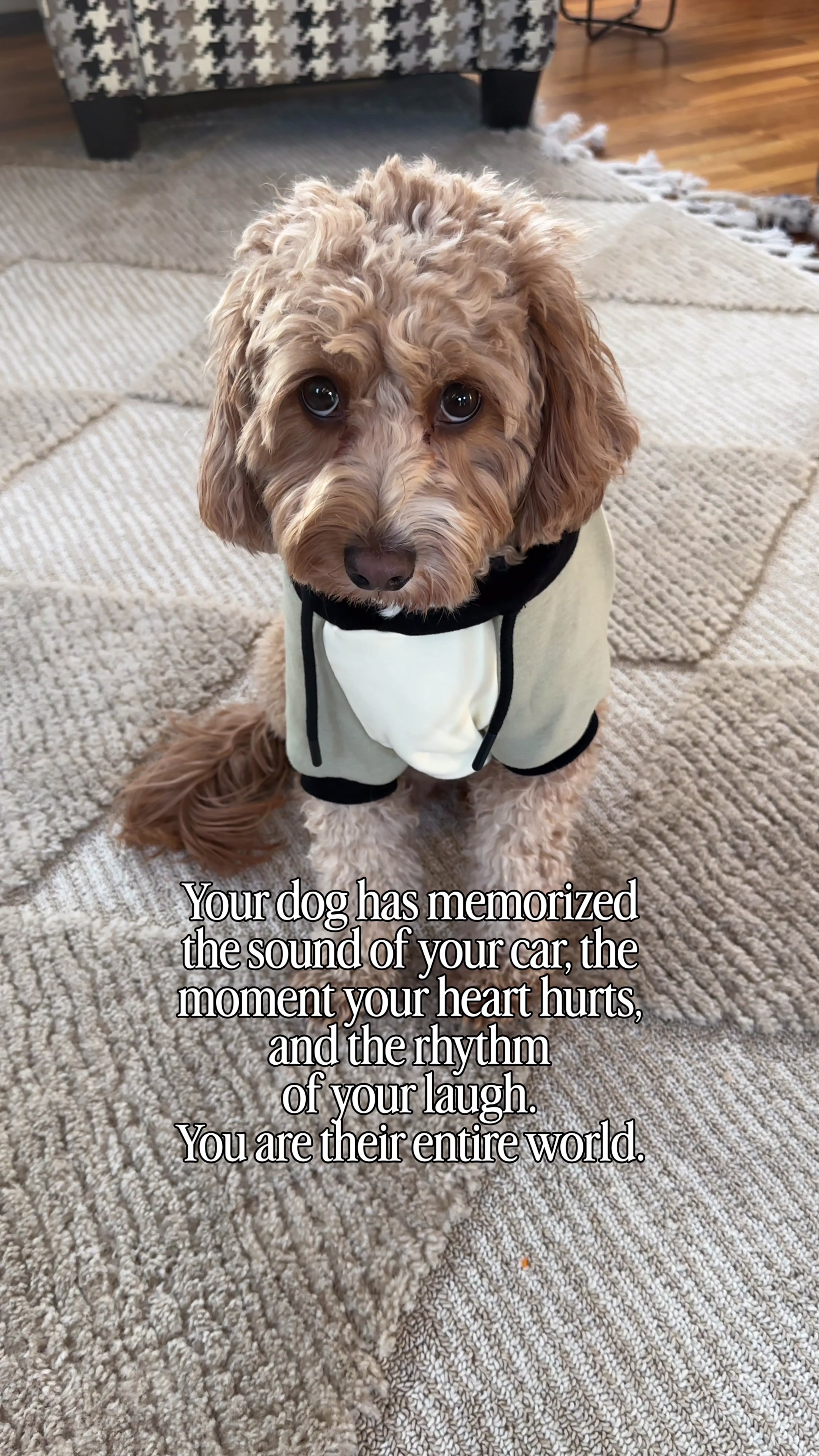 TikTok post by @fozzi_nuggs for Spark Paws. Caption reads: [...]  Link in bio for this cute hoodie by SPARK....