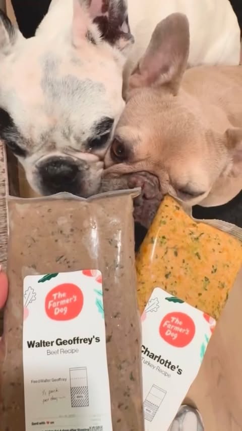 Instagram post by @waltergeoffreythefrenchie for The Farmer's Dog. Caption reads: Another year of being thankful for these two! And....