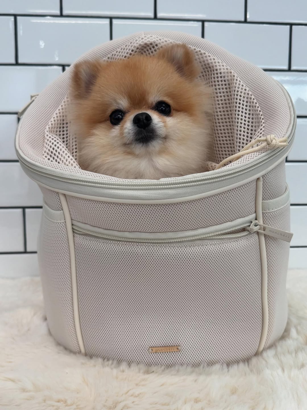 Instagram post by @ponchan2020.02.22 for Mon Cheri. Caption reads: @moncheri.dog....