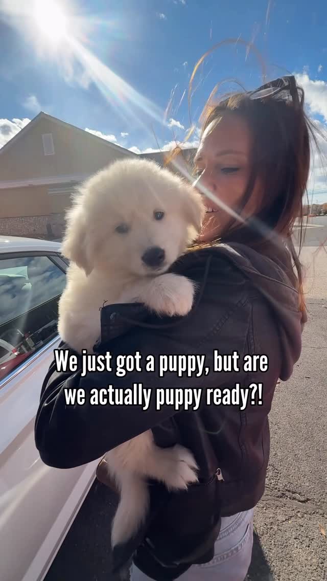 Instagram post by @halfhuskybros for Zoetis Petcare. Caption reads: [...] little help finding my rhythm again.....