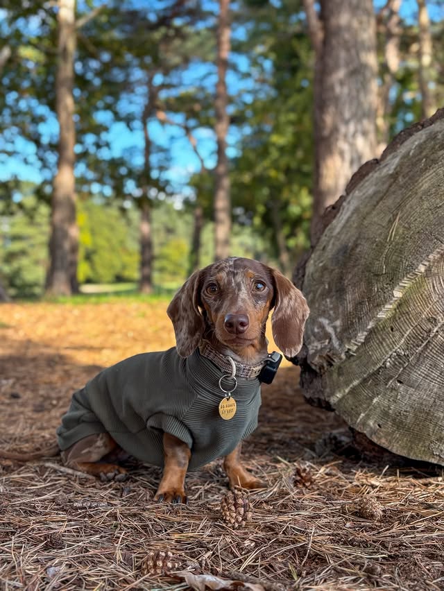 Instagram post by @margotdapple for Cocopup London. Caption reads: new week, new storm 💨 both of us cant wait for....