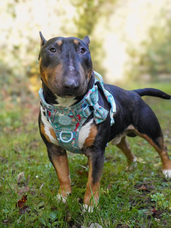 Instagram post by @kennyxralphy for Bailey and Coco. Caption reads: [...] if you will 🤭 

Showcasing both....