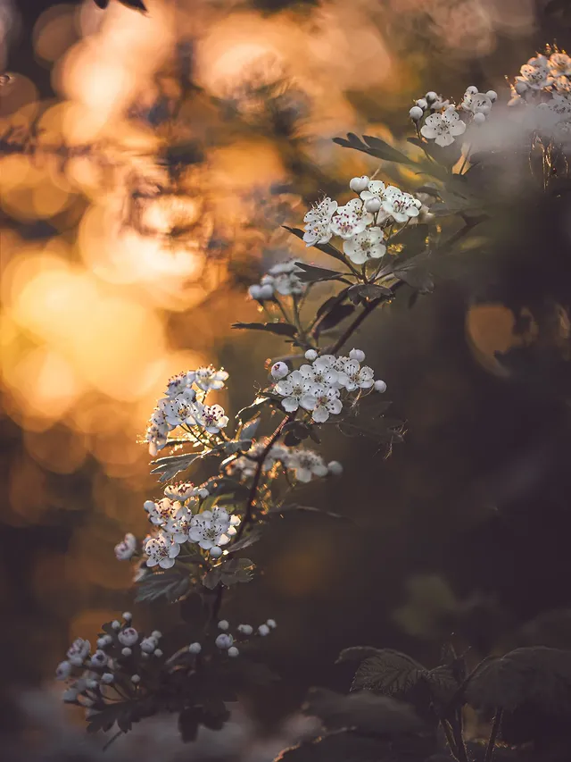 Instagram post by @moody_flowers_ for SIGMA Deutschland. Caption reads: Do you need some sunshine, too? . . . . 📸Lens:....