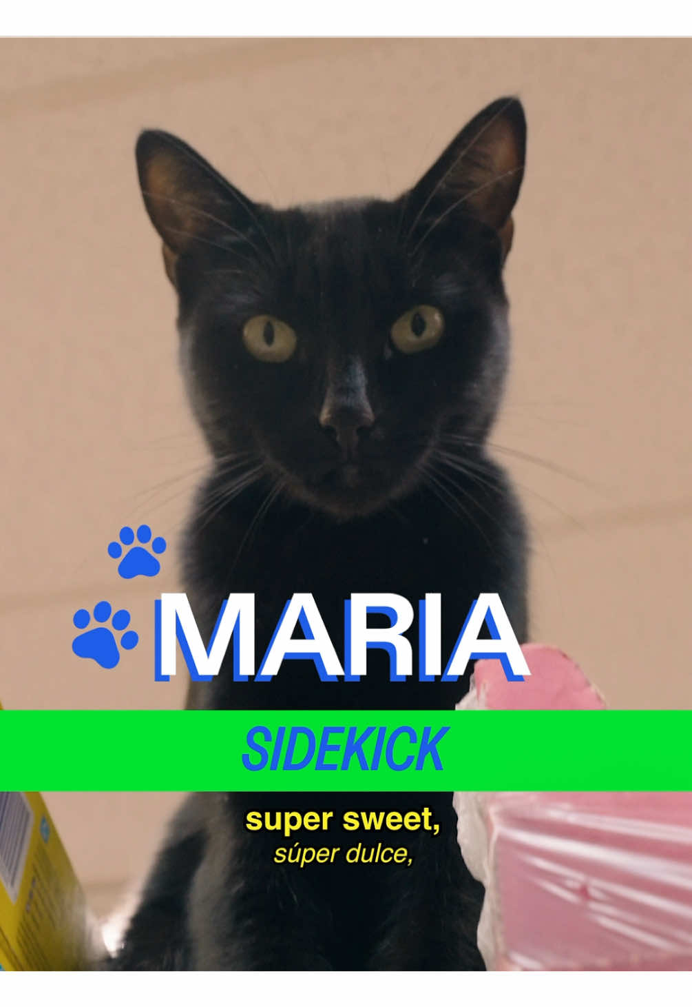 TikTok post by @shopcatsshow for Smalls. Caption reads: Meet Maria in the Bronx, powered by her....