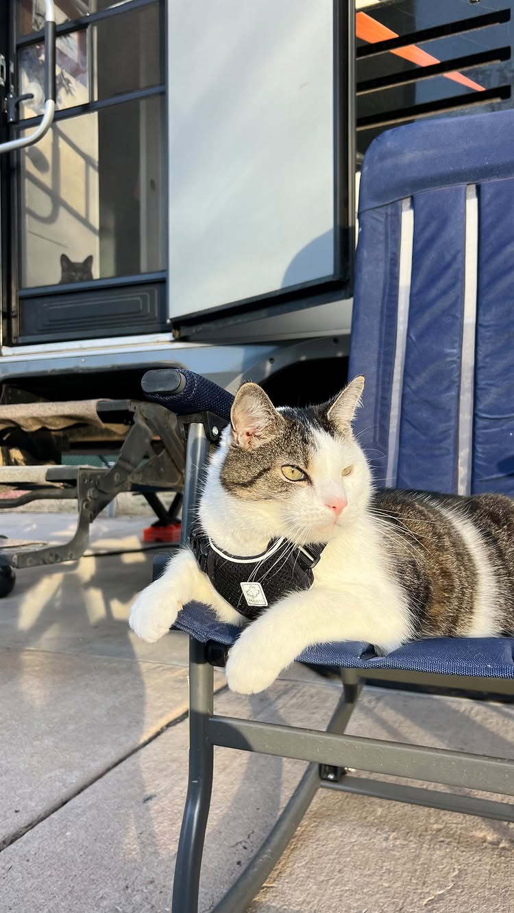 Instagram post by @kristenmayx for Earthborn Holistic Pet Food. Caption reads: Surprisingly, my cats have been loving RV life so....