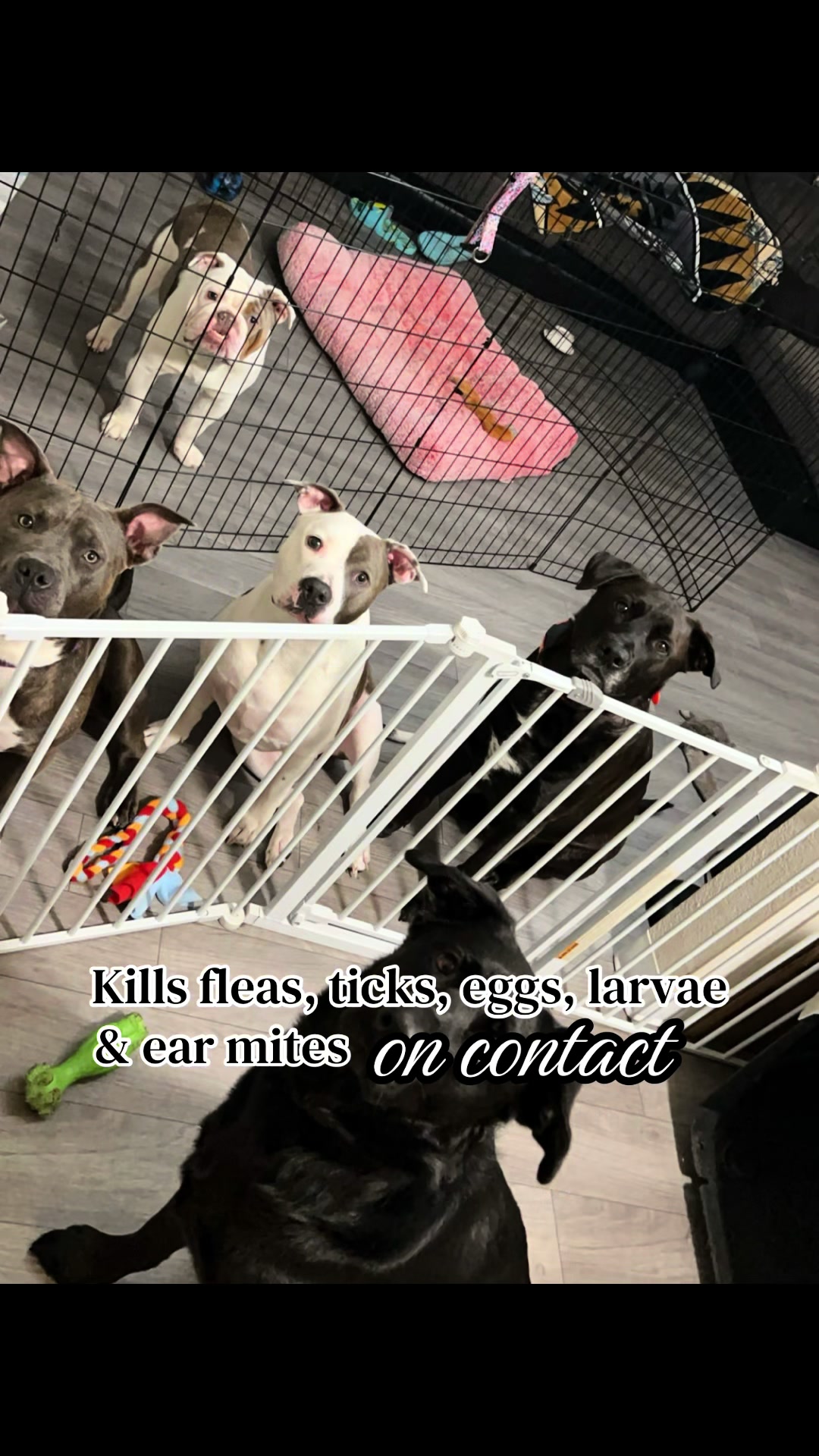 TikTok post by @kai_thedogmother for BugMD. Caption reads: @BugMD will ALWAYS be my NUMBER ONE GO for [...].