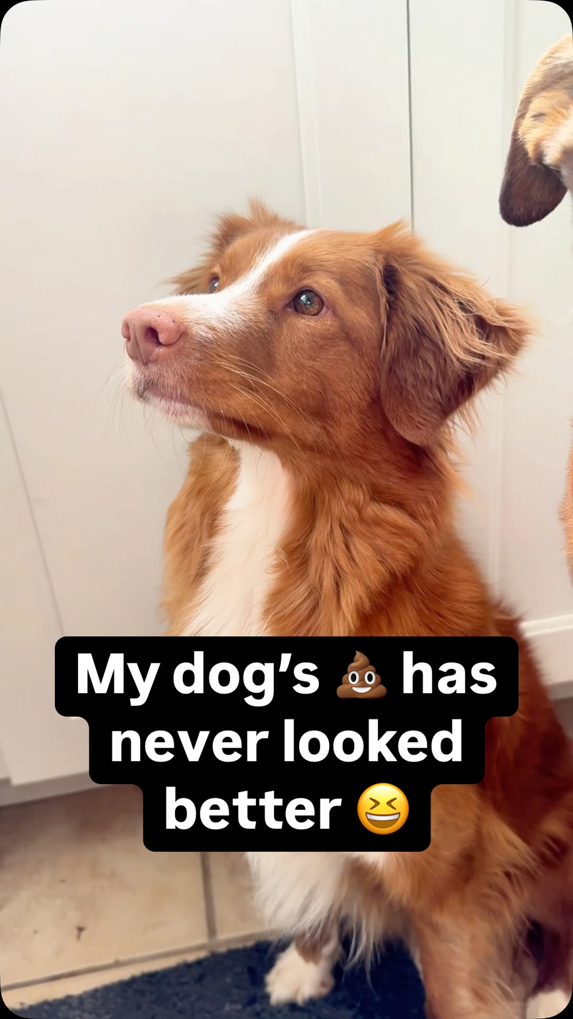 Instagram post by @amberaquart for Ollie. Caption reads: seeing the benefits of this food immediately 👀....