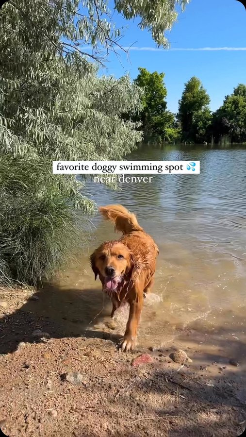 Instagram post by @denverdogguide for VetriScience. Caption reads: [...] it into our day. Luckily, we found....
