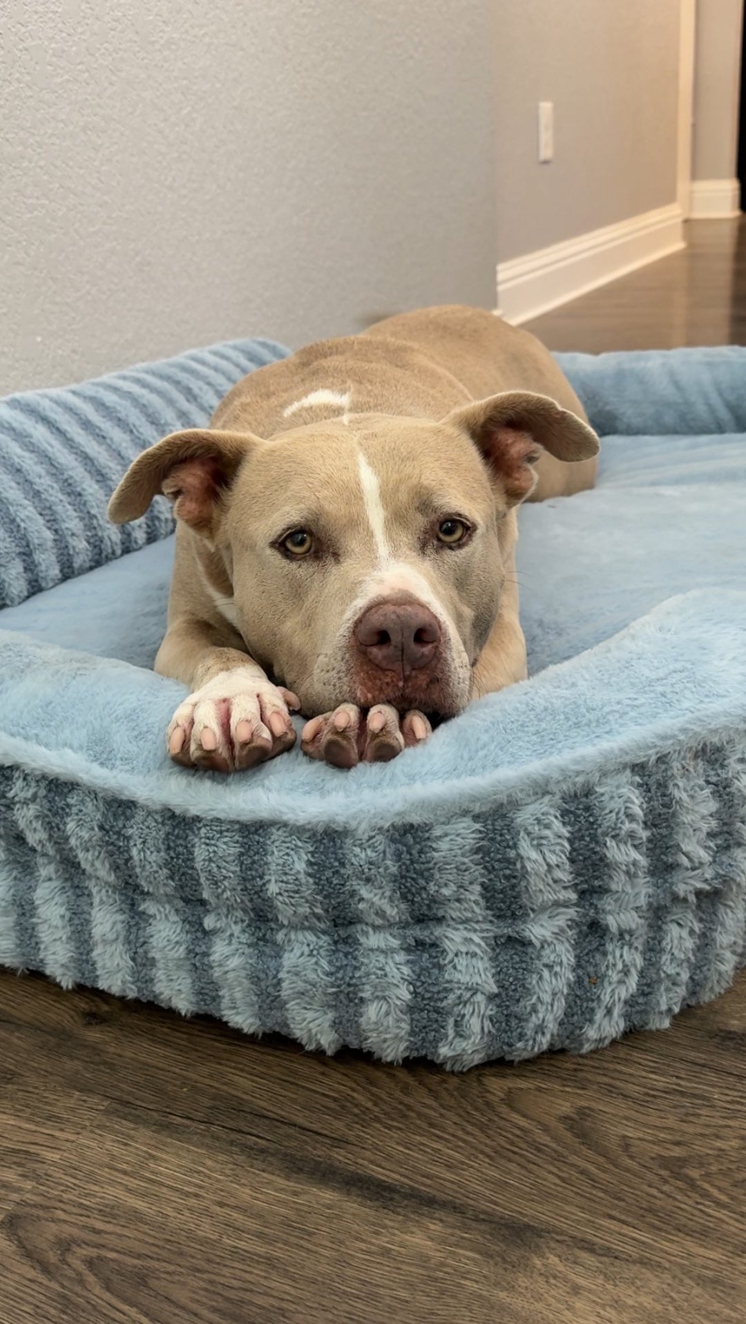 Instagram post by @smuckersthepitbull for Lesure Pet. Caption reads: [...] Smucky loves snoozing in her new @lesurepet....