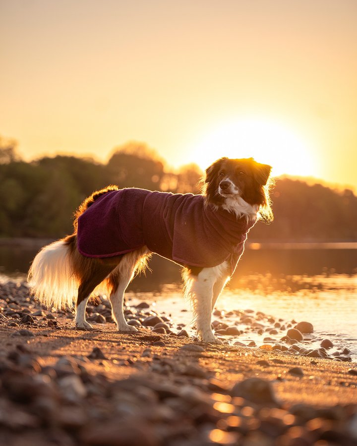 Instagram post by @keeladventures for Pomppa Dogwear. Caption reads: [...] | have to give a shoutout to @pomppadogwear....