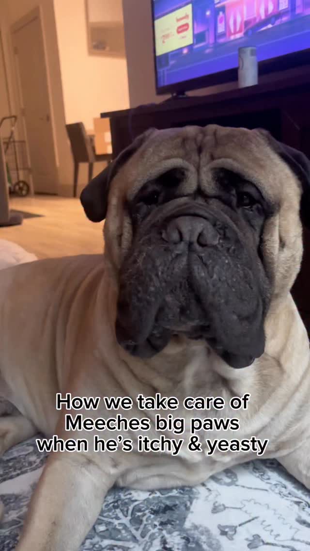 Instagram post by @meeches_and_cream for Squishface. Caption reads: [...] start with clean ingredients....