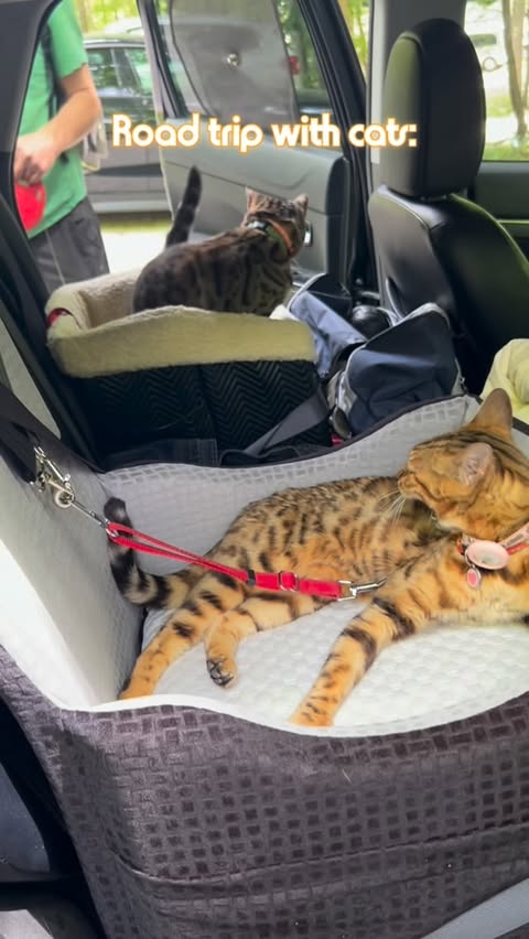 Instagram post by @ally.malou for Petsfit. Caption reads: Thanks @petsfit.us car seats Ally and Malou travel....