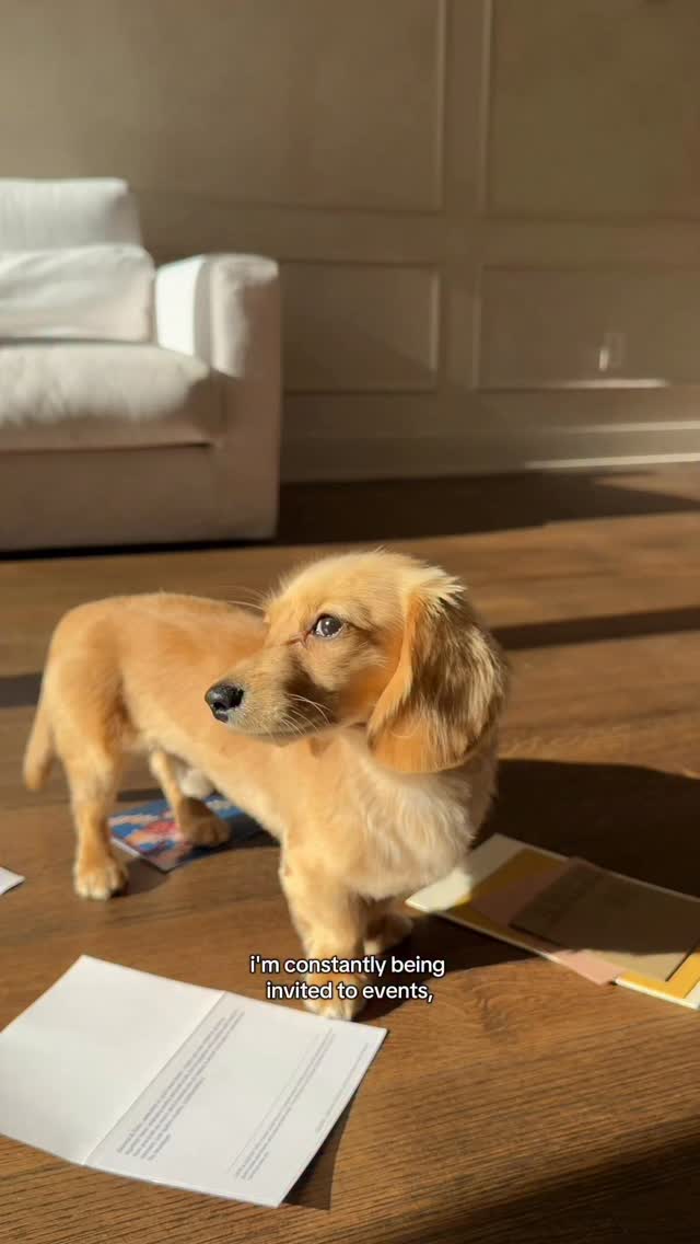 Instagram post by @panchothediva for Chewy. Caption reads: Michelin-star plating, sweatpants chef, turkey &....