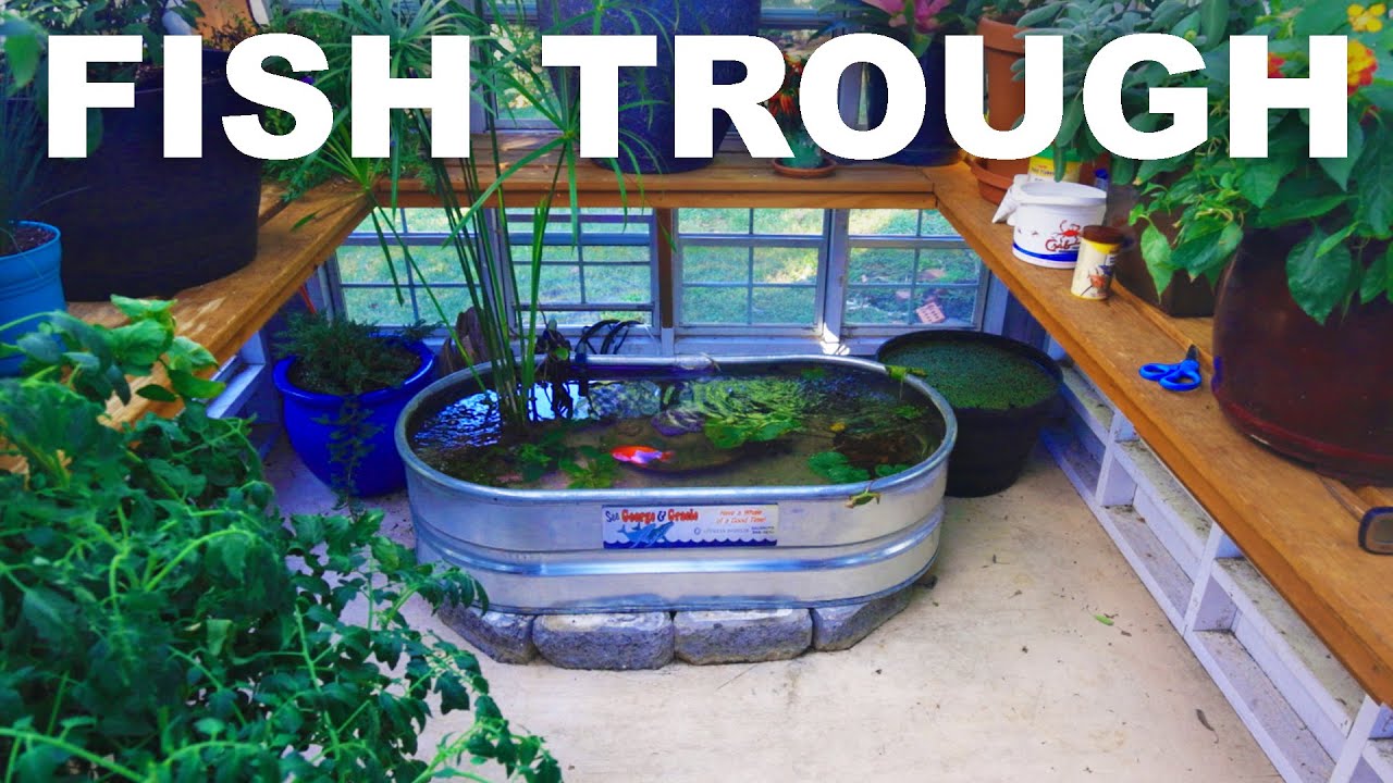 YouTube post by @aragusea for Immieats. Caption reads: I built a fish trough in my greenhouse!.