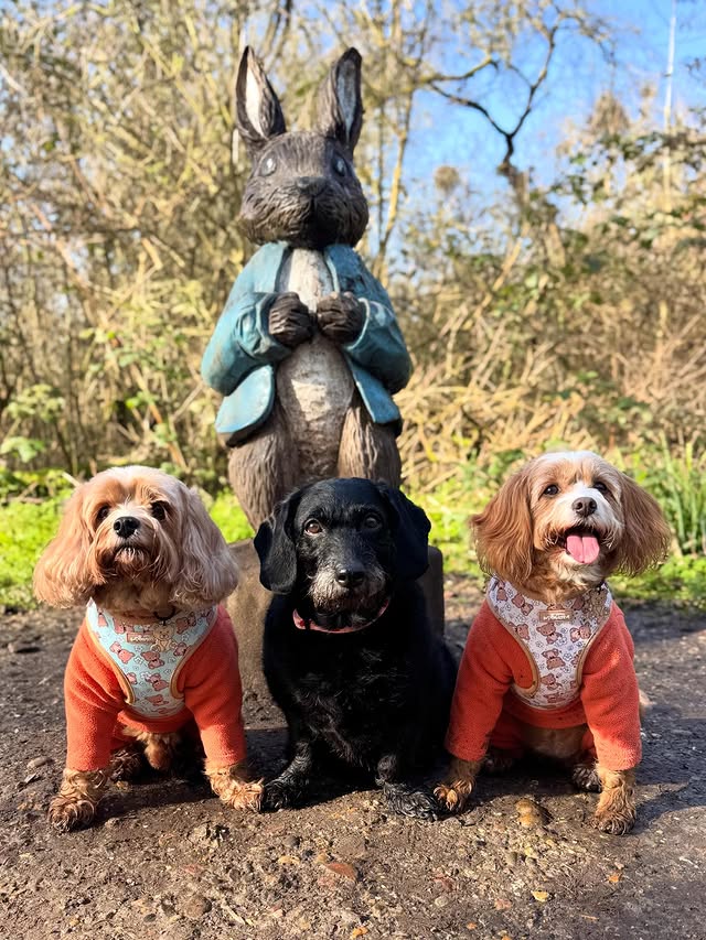 Instagram post by an influencer for Pet Wiz. Caption reads: Flashing back ⚡️ to our Peter Rabbit 🐰 adventure....