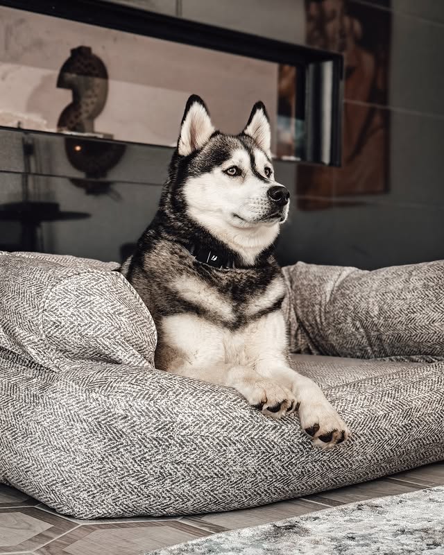 Instagram post by @huskytalesandtrails for Snoozer Pet Products. Caption reads: If it’s not throne-worthy, His Majesty will pass.....