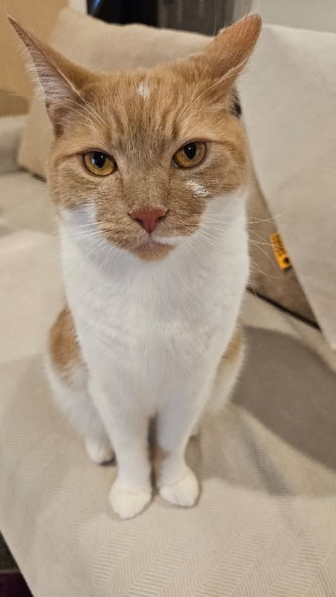 Instagram post by @timon280321 for FunnyFuzzy. Caption reads: [...] Furniture Protector Couch Cover From....