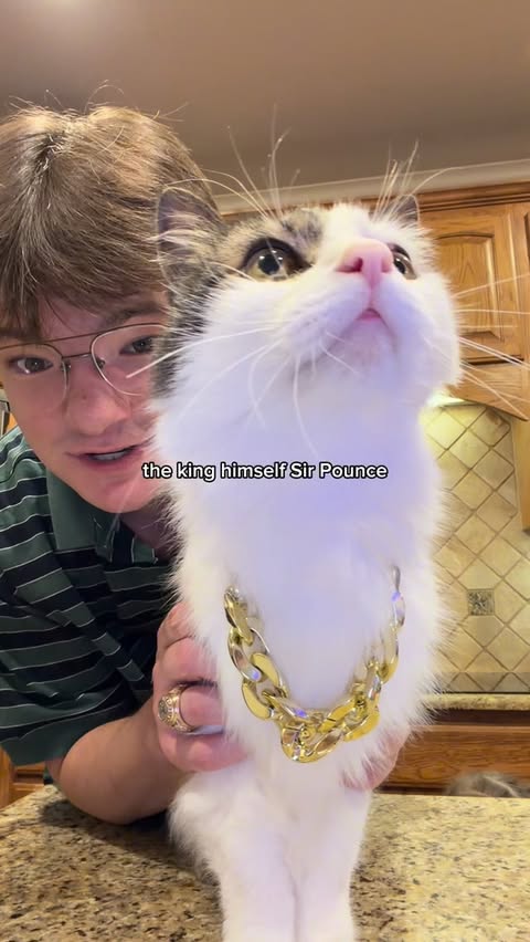 Instagram post by @official.sir.pounce for Petlibro. Caption reads: [...] to stay connected with Sir Pounce! @petlibro....