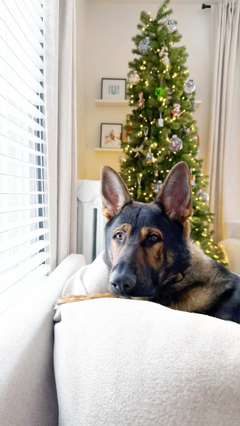 Instagram post by @madissonstickel for Warmies. Caption reads: [...] season! 

#ad These products from....