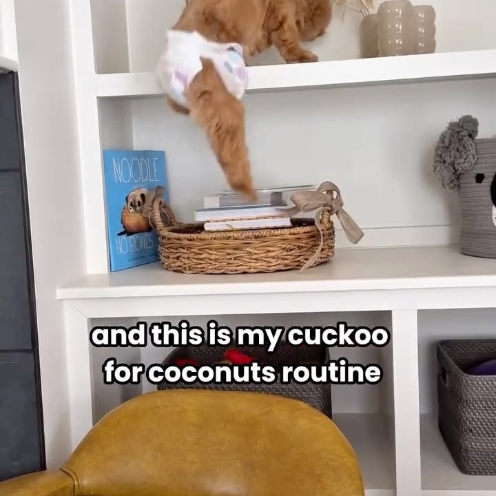 Instagram post by @cappybears for Weruva. Caption reads: [...] with Cappy's favorite pumpkin care @weruva....