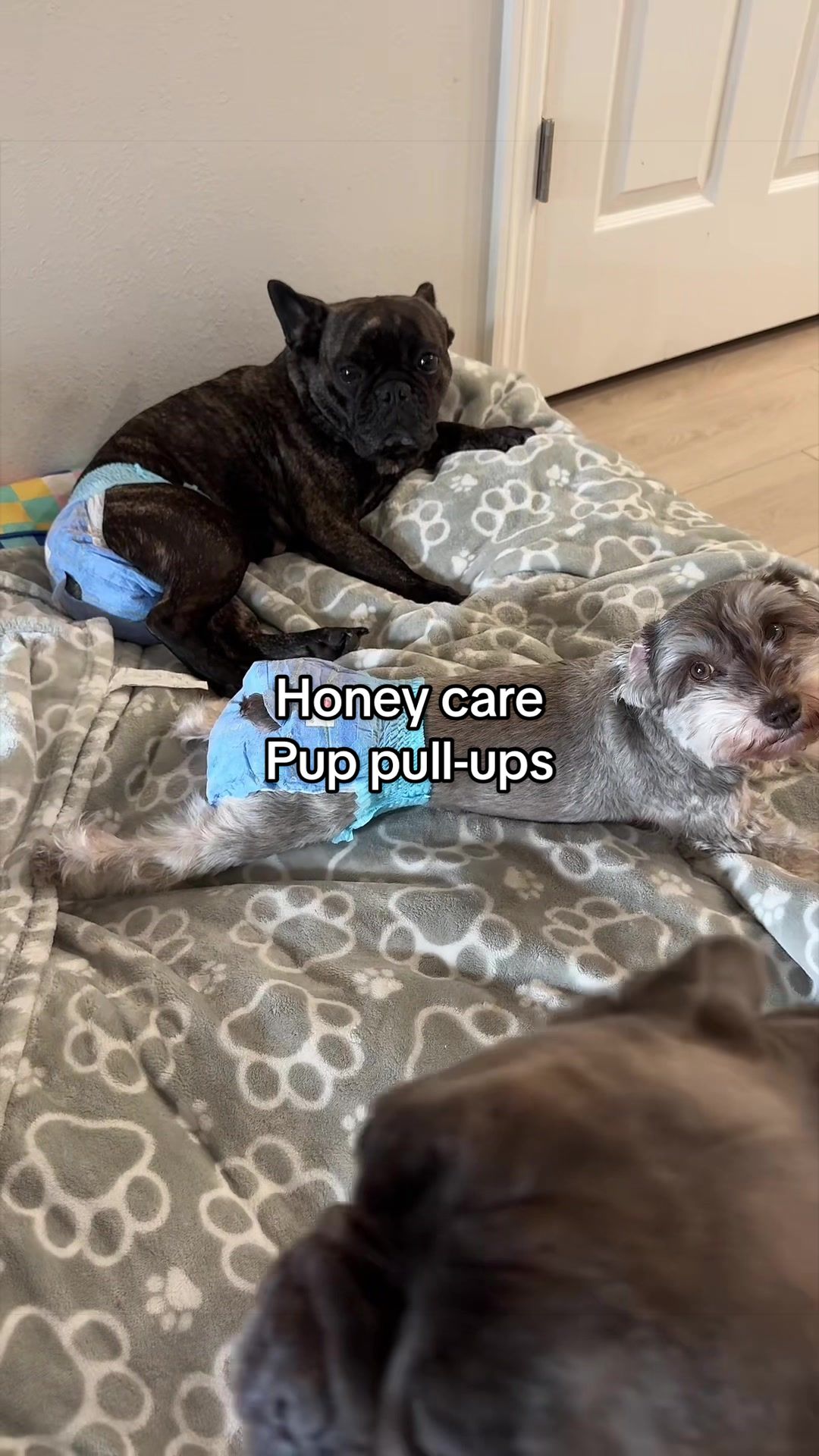 TikTok post by @itsonlyesty for HoneyCarePet. Caption reads: Yeah these are going to be a staple for the girls....