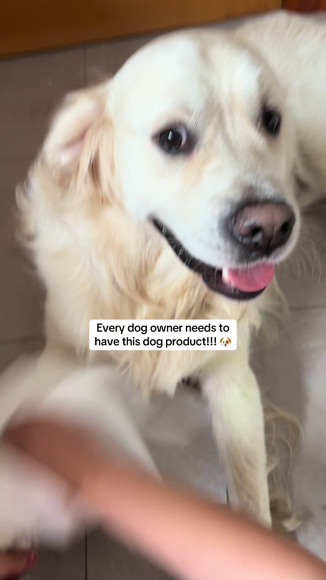 TikTok post by @christina_smartxo for DotDotPet. Caption reads: [...] loves puddles! Then you need this!....