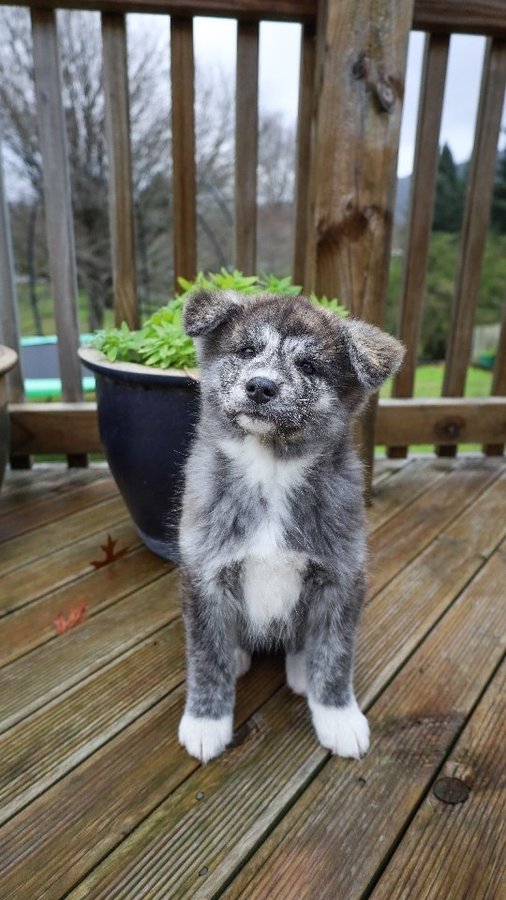 Instagram post by @kayatheshepherd for ZIWI Pet Food. Caption reads: Don't forget to feed and water your puppy!....