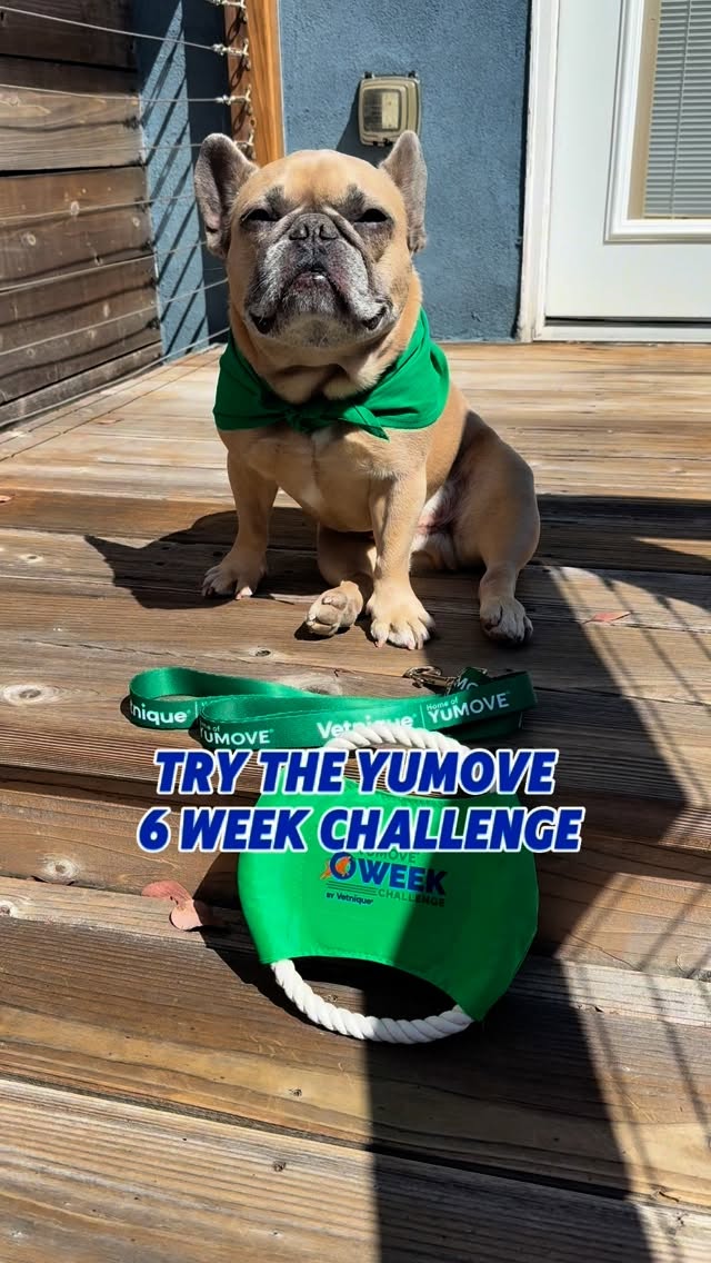 Instagram post by @somefrenchienamedapollo for Vetnique. Caption reads: 6 weeks ago Apollo’s leggies were sore. Today?....