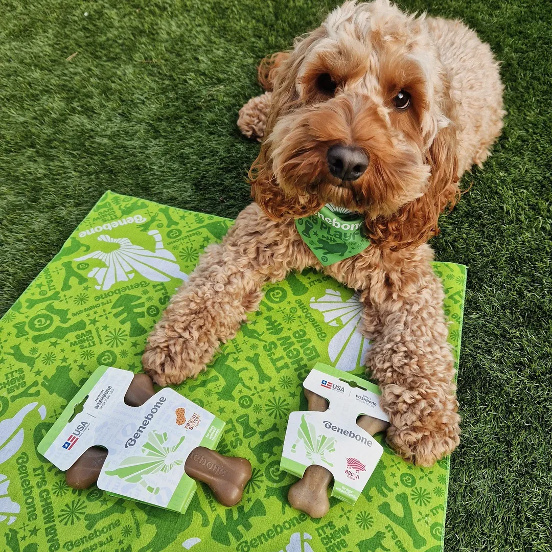 Instagram post by @willows_cockapoo_adventures for Benebone. Caption reads: Thanks to our lovely friends at @mybenebone for....