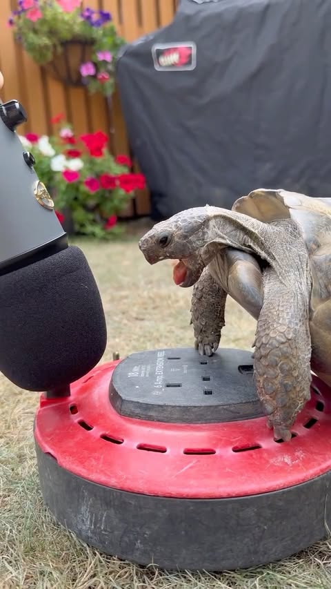 Instagram post by @phatonions for Logitech. Caption reads: [...] the @razer Seiren V3 Chroma and the....
