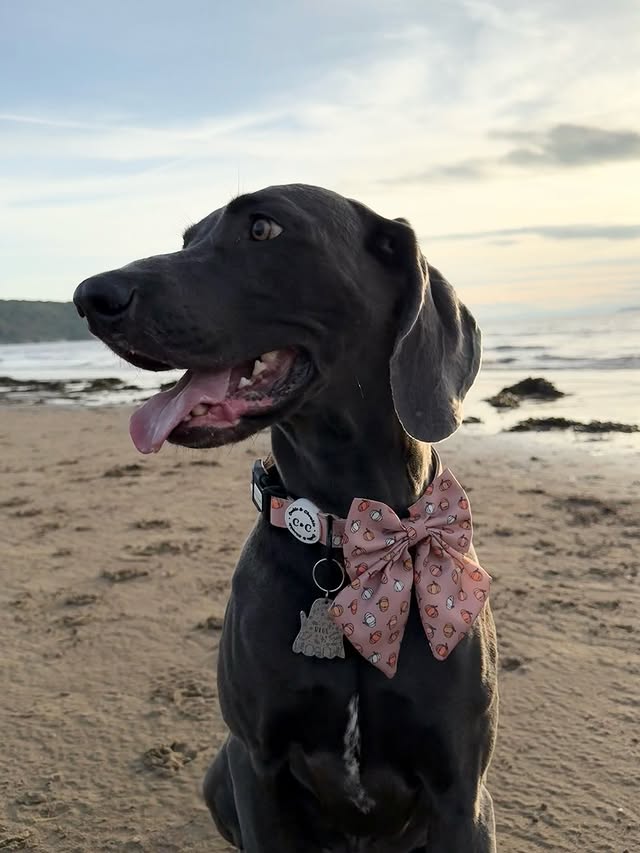 Instagram post by @weimaraner_blue_est2020 for Cookie & Chewkie. Caption reads: It’s Launch Day 🚀 Head over to @cookieandchewkie....