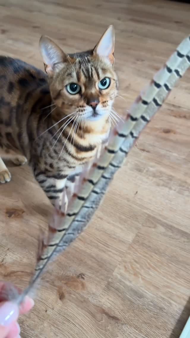 Instagram post by @babskijewski for Patagonia. Caption reads: 🪶 This morning, I came across a single pheasant....