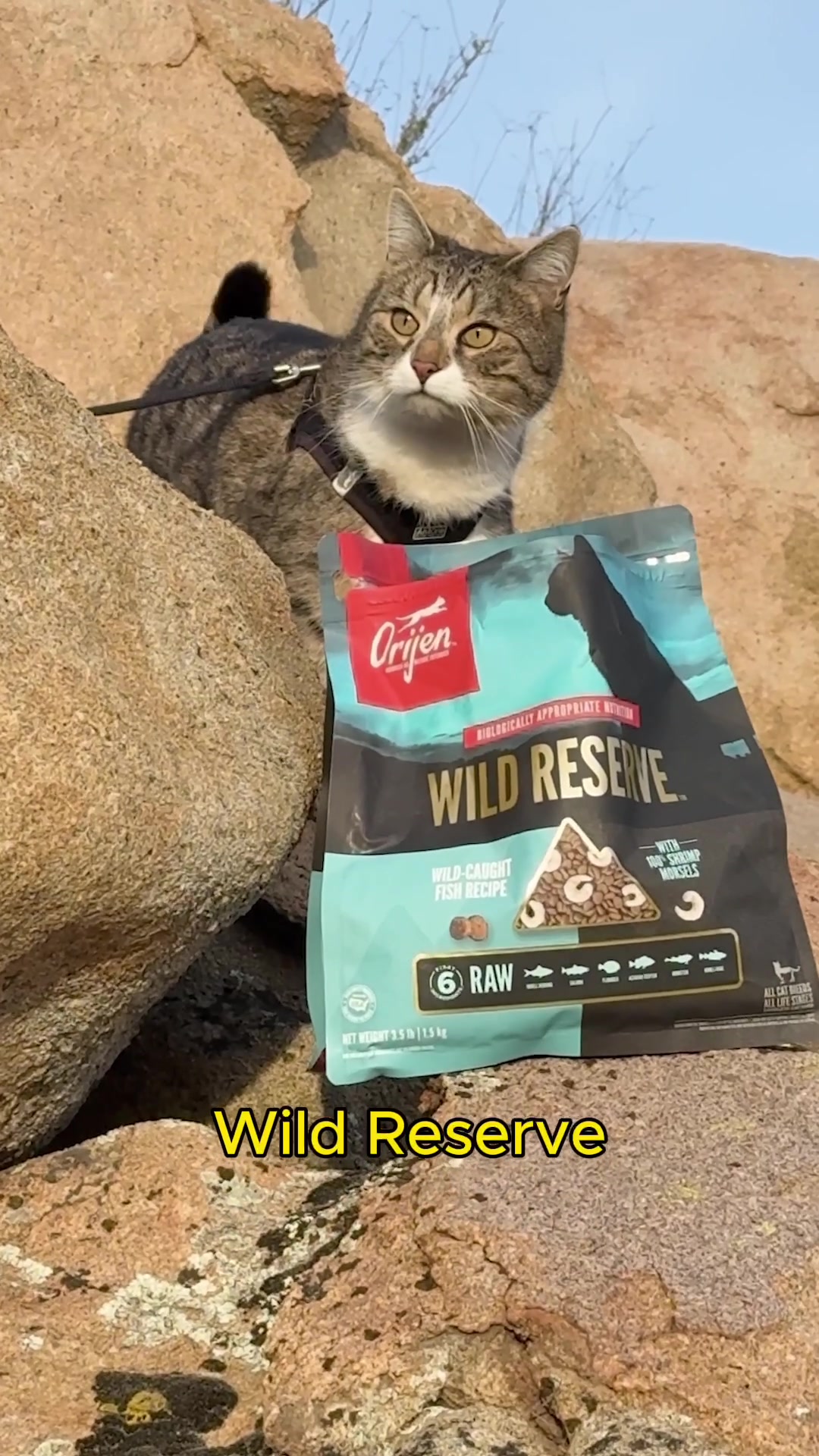 TikTok post by @kodiakthetravelcat for ORIJEN Petfoods. Caption reads: We made a song about ORIJEN™ Wild Reserve 😸🎵....