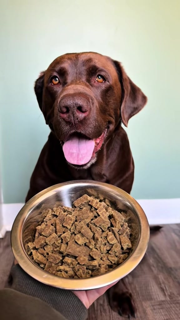 TikTok post by @melandmoose for Badlands Ranch. Caption reads: moose devoured his @Badlands Ranch dog food 😋 he....