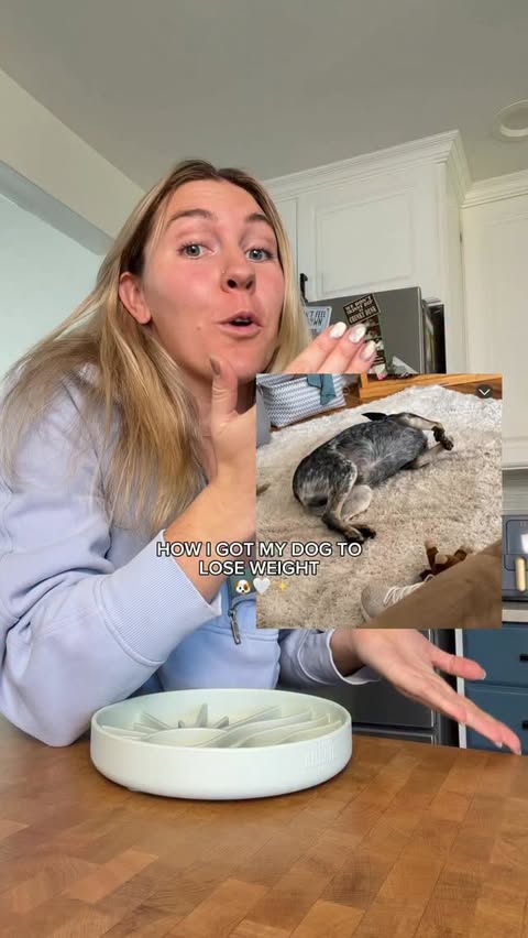 Instagram post by @thezcattledogs for Sundays for Dogs. Caption reads: [...] ago now and haven’t looked back.....