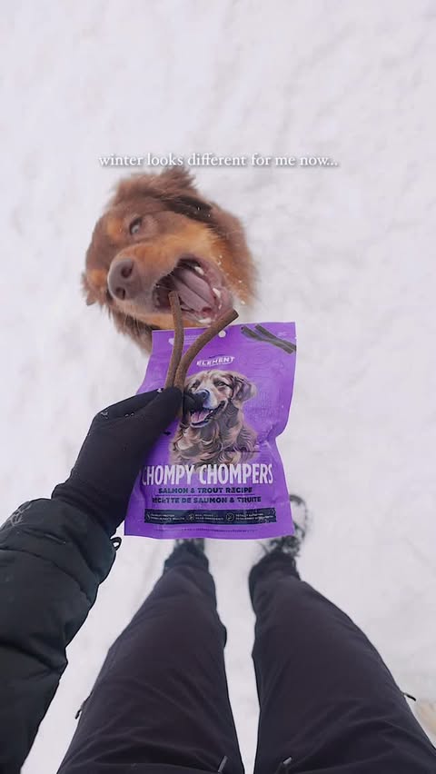 Instagram post by @roamwildwithus for NutriSource Pet Foods. Caption reads: [...] until the first snowfall ❄️ [ad]....
