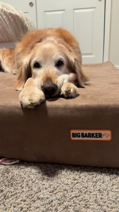Instagram post by @goodasgoldens for Big Barker. Caption reads: [...] We have a big day tomorrow! 💤💤💤....