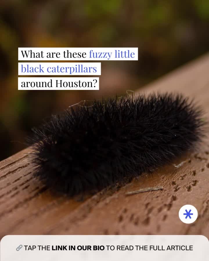 Instagram post by @secrethouston for Shutterstock. Caption reads: [LINK IN BIO] Visually somewhere in between a....