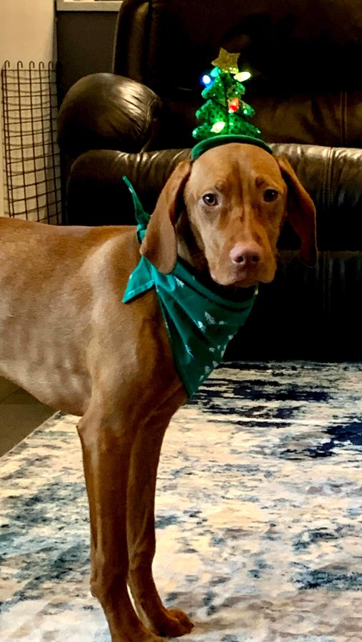 Instagram post by @waffles_the_vizsla for Snoozer Pet Products. Caption reads: @snoozerpets Holiday collection was quickly....