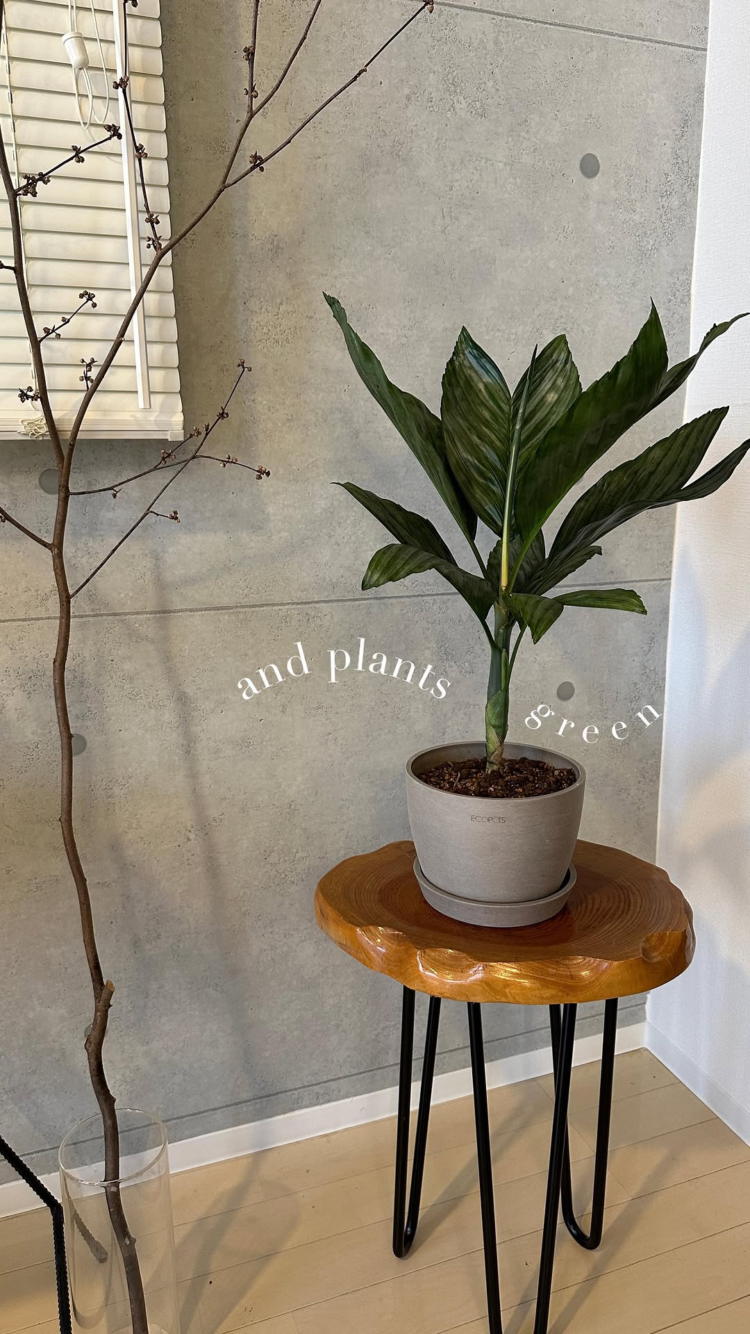 Instagram post by @mocas__gram for AND PLANTS. Caption reads: 新しい観葉植物をお迎えしました🪴
 @andplants.jp....