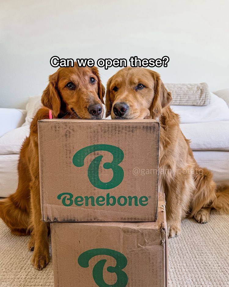 Instagram post by @gamjamypotato for Benebone. Caption reads: [...] 😆 •ᴥ• Treats and chew toys from @mybenebone....