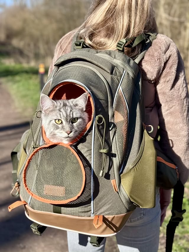 Instagram post by @tripel_silver for Petsfit. Caption reads: AD – in collaboration with @petsfit.us 🌿🐾 Psst…....