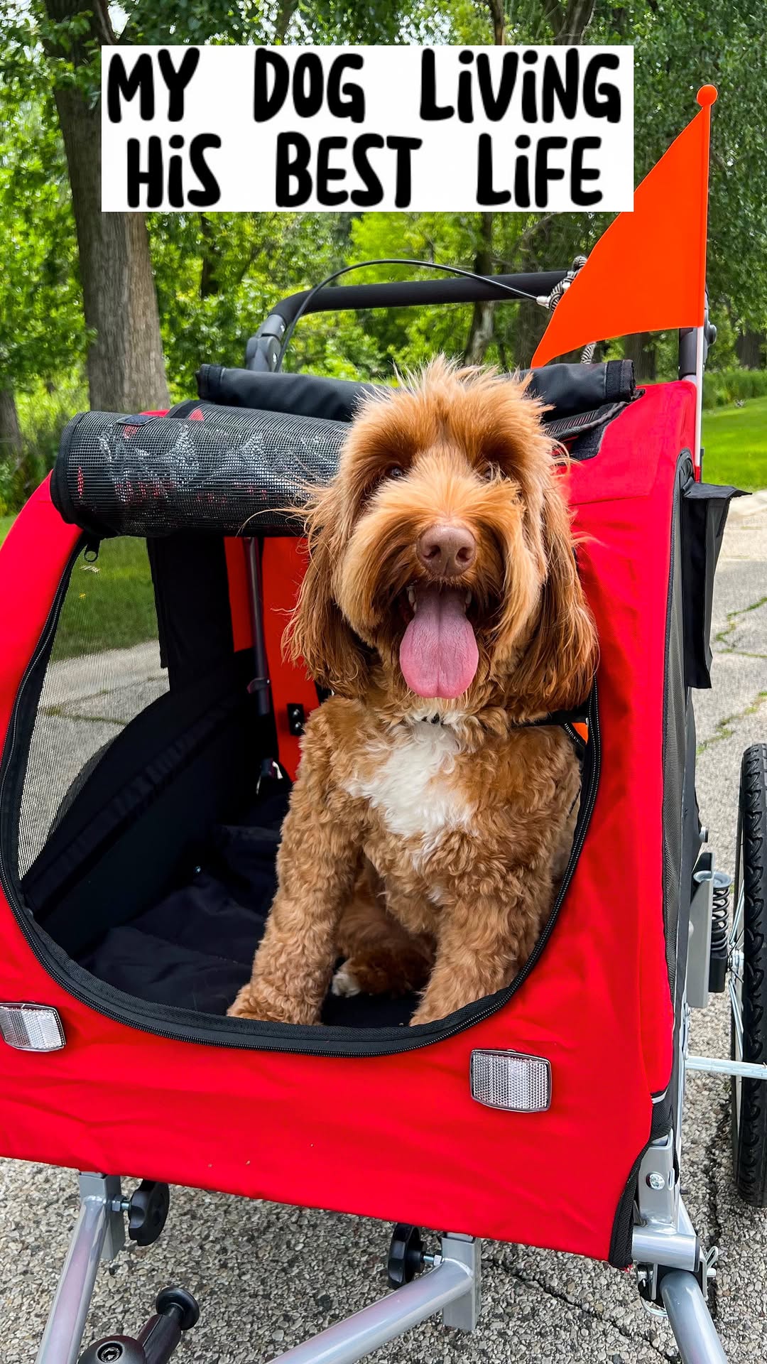Instagram post by @theo_dorabledoodle for Best Choice Products. Caption reads: As you can tell, I had a wheelie good time....