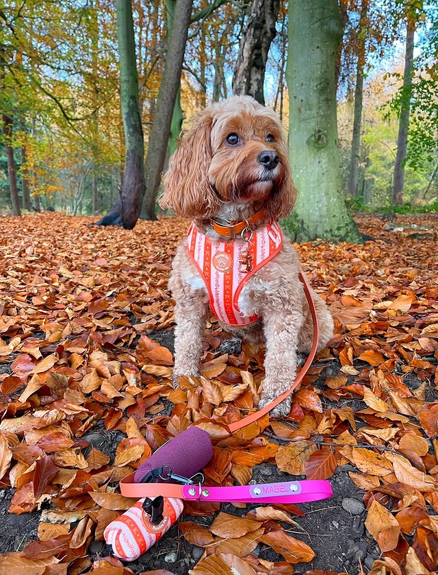 Instagram post by @doodling_with_mabel for Poochie Pals. Caption reads: Thank floof it’s Friday and it’s....